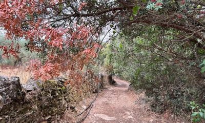 Sendero Aracena arboles