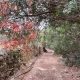 Sendero Aracena arboles