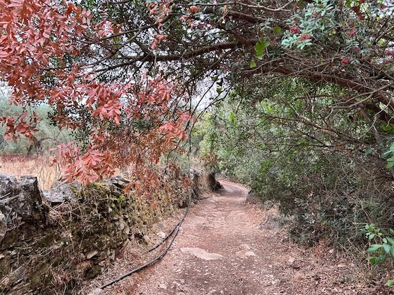 Sendero Aracena arboles